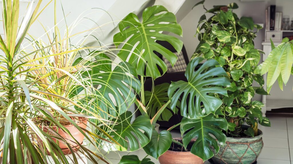 A group of potted plants sitting on the floor together